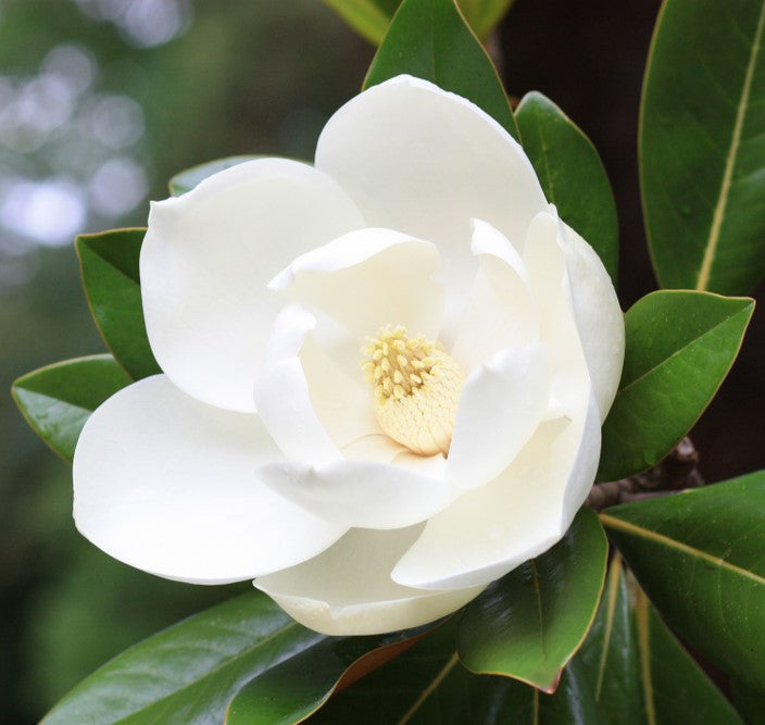 products/Magnolia.jpg